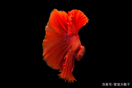 斗鱼失鳔如何缓过来？斗鱼失鳔原因(中国斗鱼失鳔怎么办)